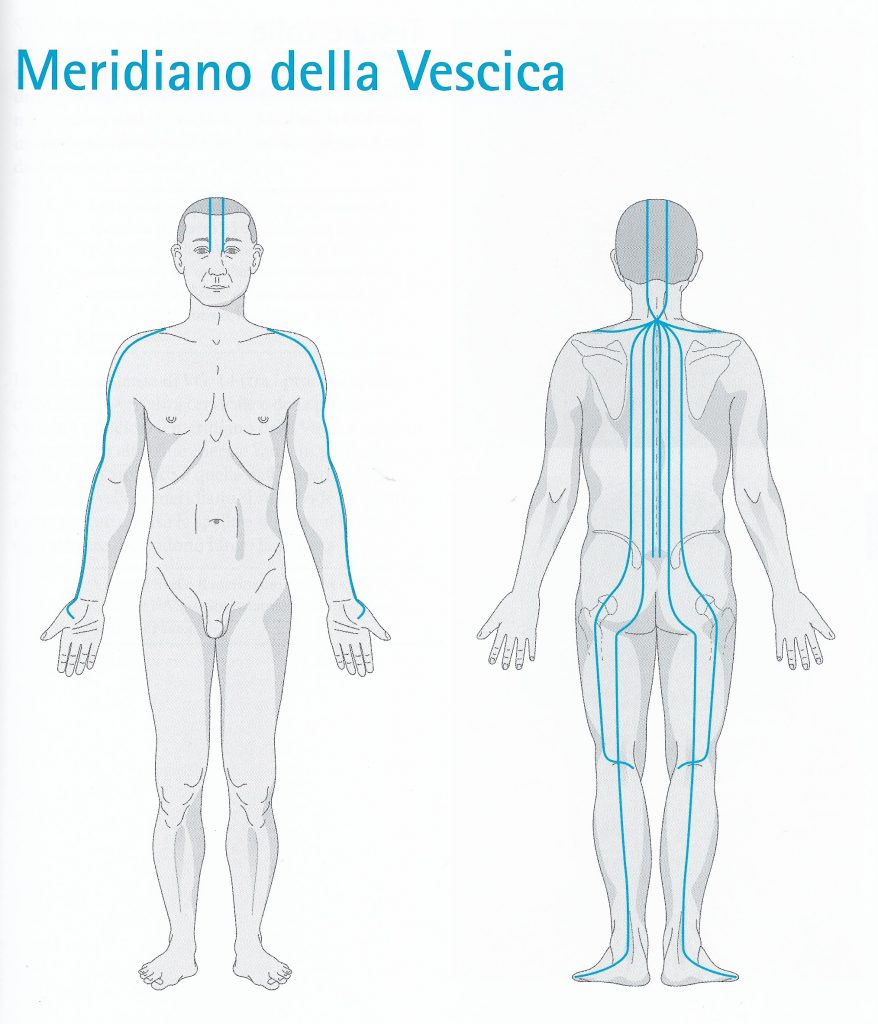 Risultati immagini per immagine meridiano vescica urinaria