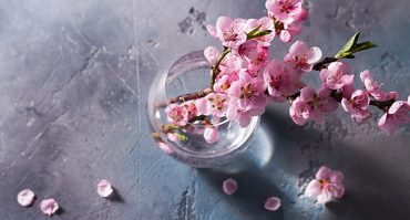 fiori di ciliegio giapponesi